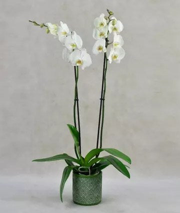 Two Stem White Phalaenopsis