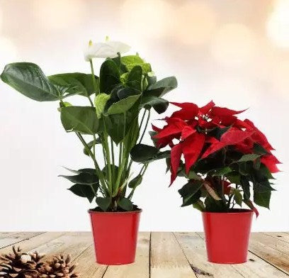 White Anthurium and Poinsettia Plant