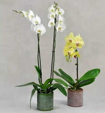 White and Yellow Orchids