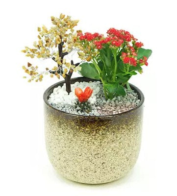 Wish Tree garden
