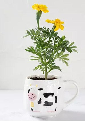 Yellow Marigold Small Pot