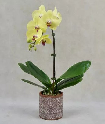 Yellow Orchid in Premium Vase